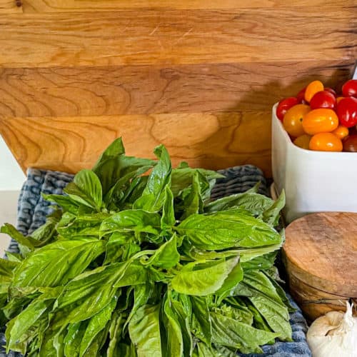 Basil leaves prepped for parmesan basil pesto