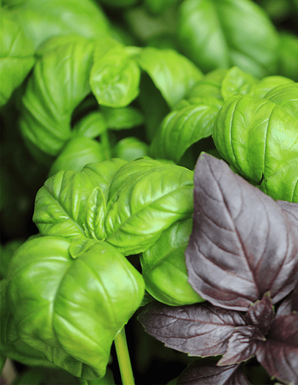 green and purple basil varieties fill up the photo frame