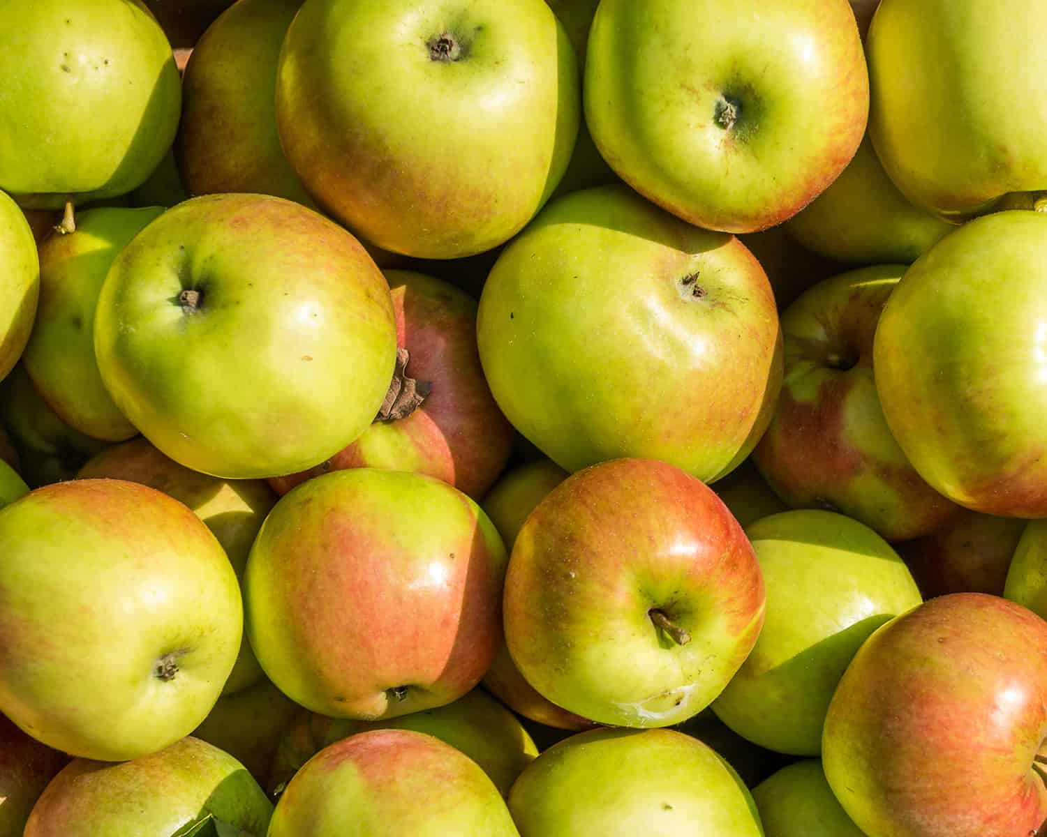 A photo is full to frame with Apples, a seasonal fruit crop available in October.