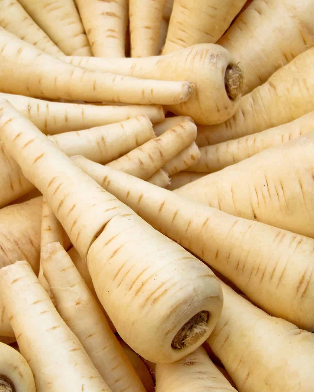 A bunch of parsnips fresh from harvest fill the frame of a photo, showcasing this October seasonal veggie.