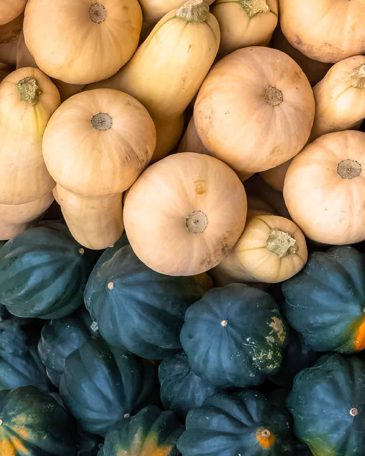 photo of various winter squashes that are in season in January