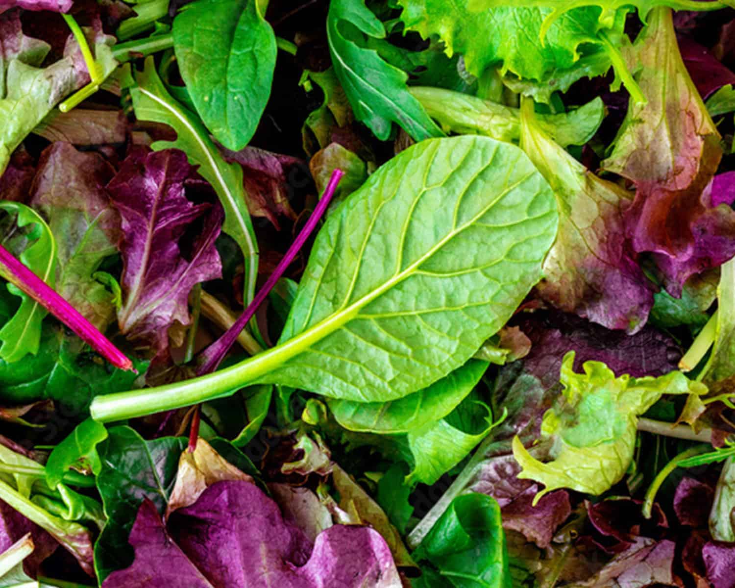 image of seasonal lettuce available in march