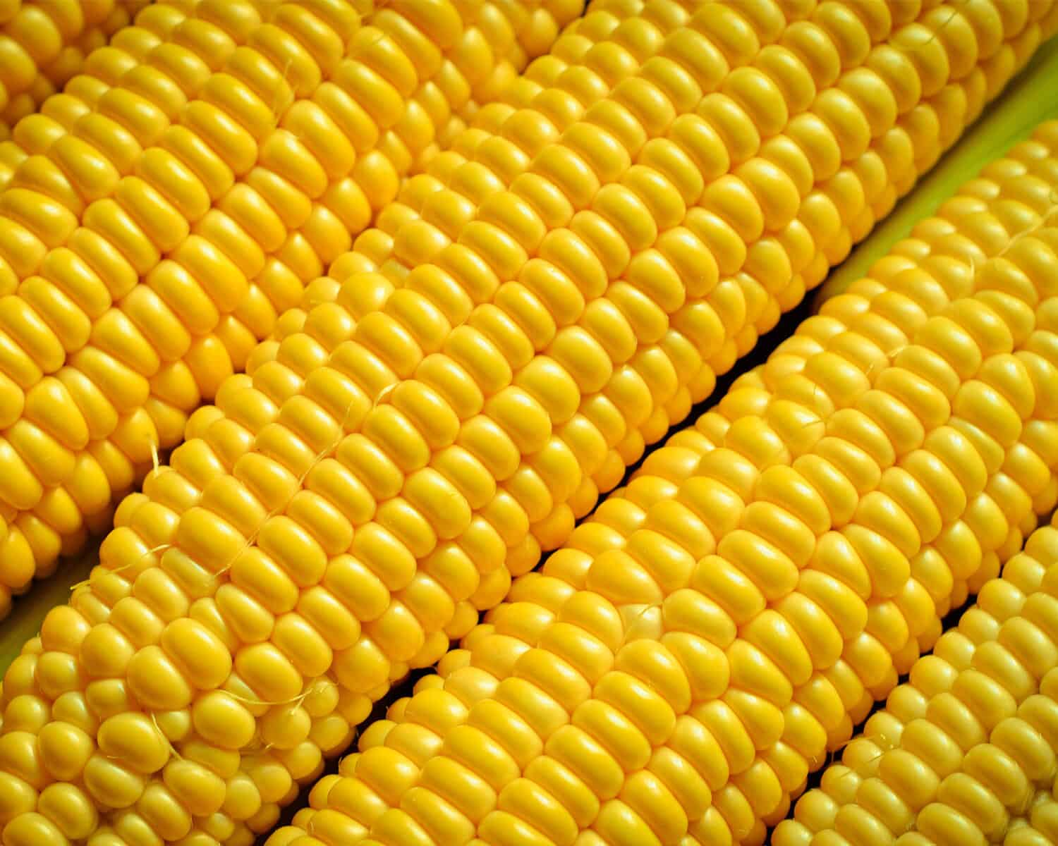 summer corn cobs fill the frame of a photo.
