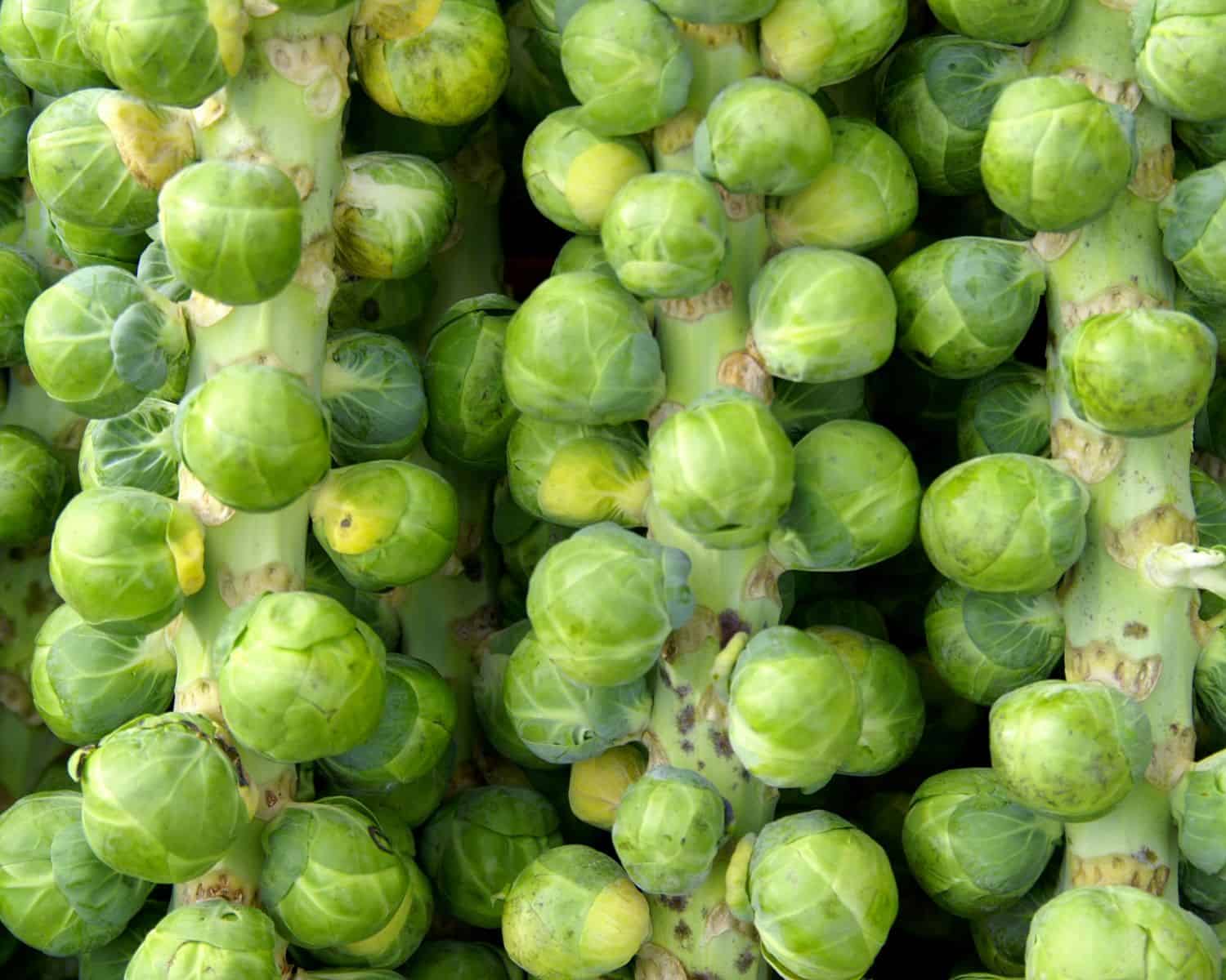 stalks of brussels sprouts fill the frame of a photo.