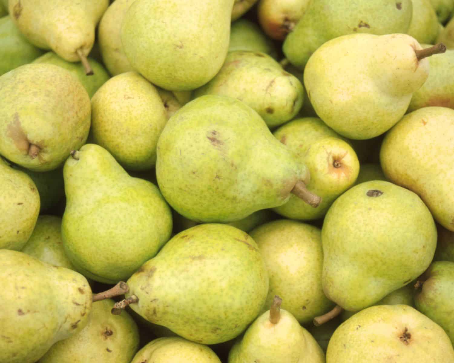 a full frame photo of pears.