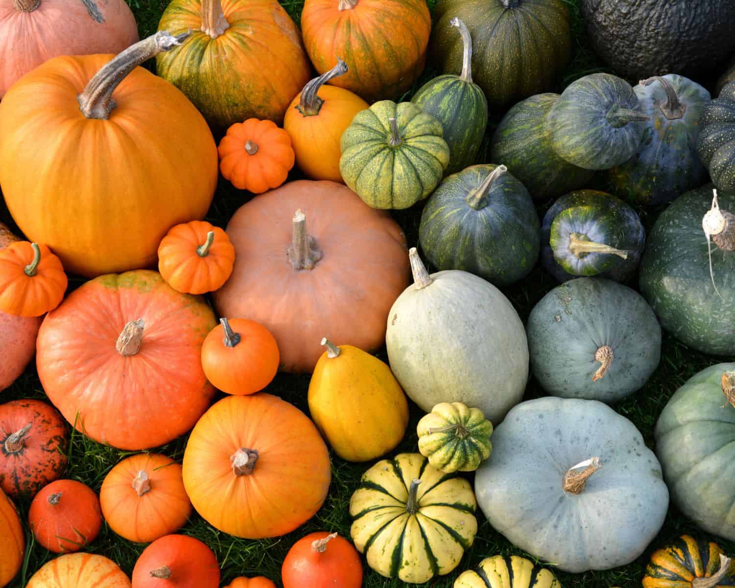 A variety of pumpkins are in a photo, taking up the whole frame, ranging in color from green to orange.